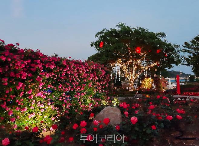 삼척장미공원 야경