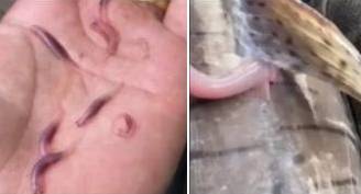 아마존 지역에서 어류와 사람을 공격하는 ‘뱀파이어 물고기’. [브라질 인터넷 매체 G1 캡처]