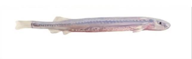 아마존 지역에서 어류와 사람을 공격하는 ‘뱀파이어 물고기’. [브라질 인터넷 매체 G1 캡처]