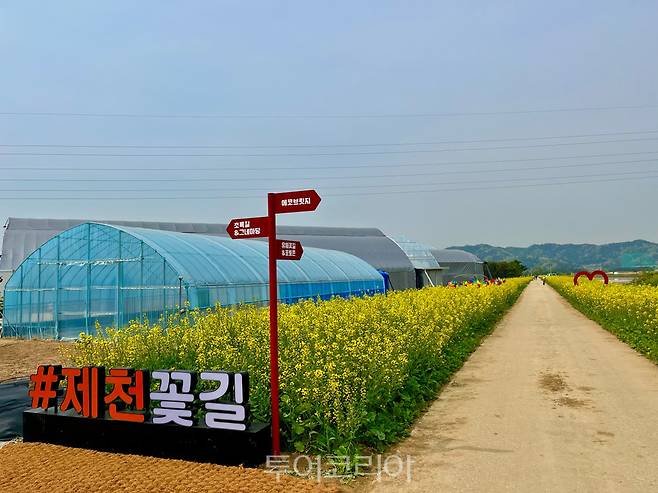 제천시 의림지뜰 유채꽃 물결