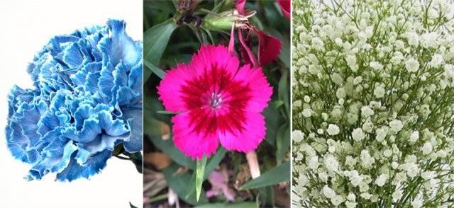 인간으로 치면 카네이션, 패랭이꽃, 안개꽃(왼쪽부터)은 먼 친척뻘이다. 석죽과 패랭이꽃속에 속하는 카네이션과 패랭이꽃은 모두 가장자리가 지그재그로 잘린 데다 대체로 분홍빛을 띤다. 석죽과에 속하는 안개꽃도 확대해서 보면 줄기 마디에서 마주나는 잎과 지그재그 가장자리 등이 카네이션과 닮았다. 사진 출처 위키피디아·블룸스바이더박스