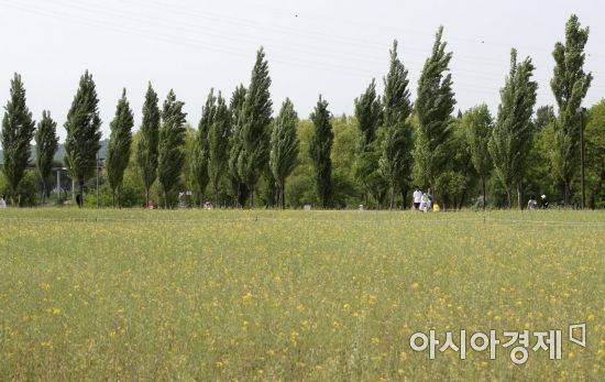 초여름 날씨를 보인 20일 서울 양화한강공원 유채꽃밭에서 시민들이 나들이를 즐기고 있다./김현민 기자 kimhyun81@