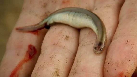 브라질 아마존 강에 서식하는 메기의 일종인 '흡혈 물고기' 칸디루(Candiru) /사진=진=유튜브 'river monster' 캡처