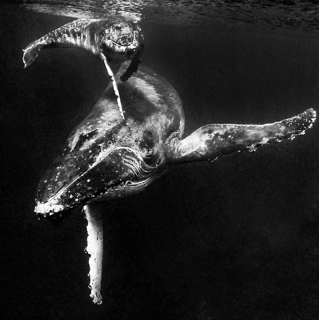 Humpback Whale ⓒ 장남원