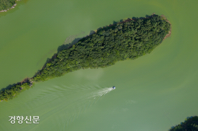 대청호 상류 수역인 충북 옥천군 추소리 일대의 물이 2019년 8월 녹색을 띠고 있다. 장맛비에 질소·인 같은 영양염류가 유입되고 폭염으로 수온이 상승하면서 녹조를 일으키는 유해 남조류가 크게 증식했기 때문이다. 경향신문 자료사진