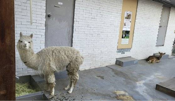 서울의 한 동물카페 옥상에 알파카와 꽃사슴이 함께 있는 모습. 편광현 기자