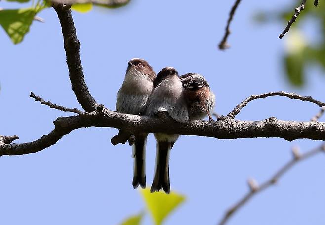 둥지 갓 나온 오목눈이(뱁새) 형제 [촬영 유형재]
