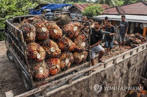 인도네시아의 팜유원료 팜열매 수확 모습 [EPA=연합뉴스]