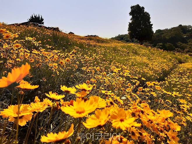 금계국 만개한 순천드라마촬영장