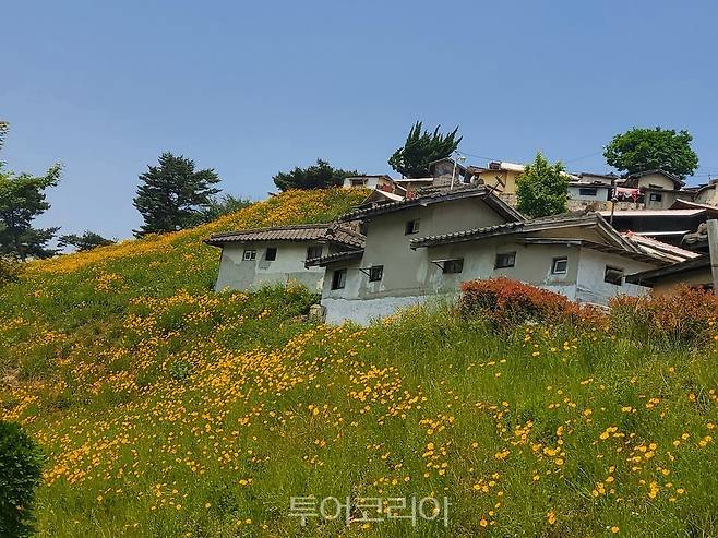 금계국 만개한 순천드라마촬영장