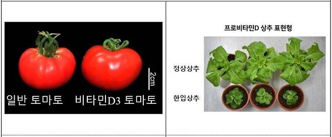 지플러스생명과학이 개발한 비타민D3 함유 토마토와 상추(한입상추). 농림축산식품부 제공