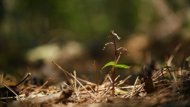 아기쌍잎난초 사진. 국립산림과학원 난대아열대산림연구소 제공.