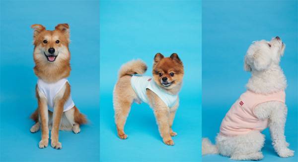 BYC 반려견용 쿨런닝