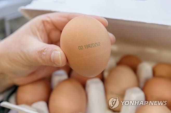 달걀·계란 [연합뉴스 자료사진]