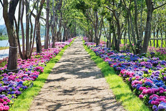 수국과 팽나무가 어우러진 전남 신안 환상의 정원 / 한국관광공사 제공