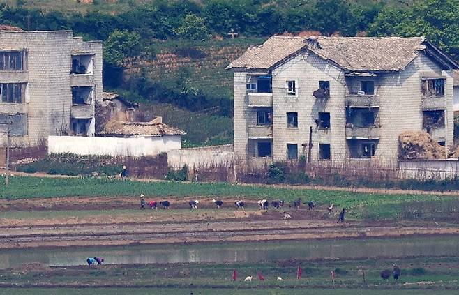 26일 오전 오두산전망대에서 바라본 북한 개풍군 관산반도 마을에도 모내기가 한창이다. 강정현 기자