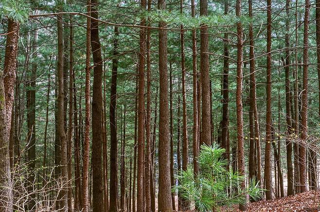 참나무, 전나무, 잣나무가 함께 자라는 '소호 참나무숲' [사진/진성철 기자]