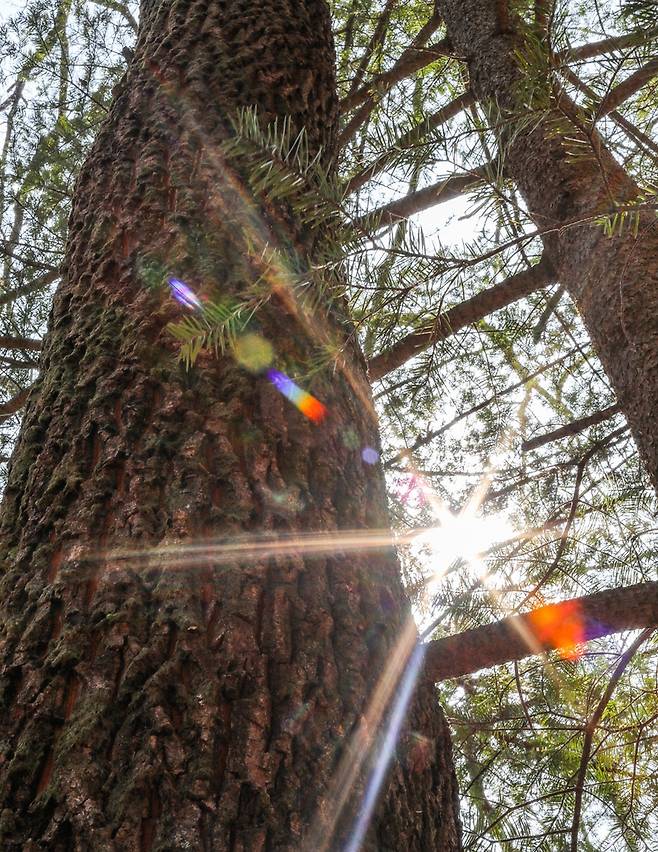 굵은 참나무 줄기 옆으로 아침 햇살이 비치고 있다. [사진/진성철 기자]