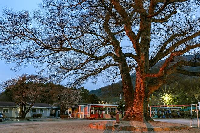 소호분교에 있는 마을 당수인 느티나무 [사진/진성철 기자]