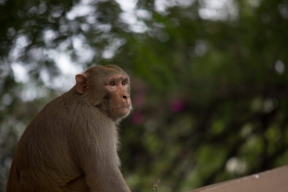 원숭이 두창은 지난 1958년 원숭이 거주지에서 처음 발견됐다. [사진=Robbie Ross/게티이미지뱅크]