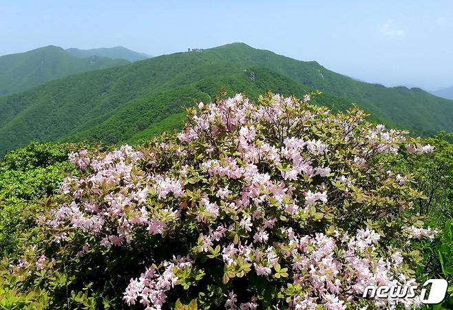 소백산 철쭉. 이 연분홍색은 가장 한국적인 색이다. 사진 조성래 © 뉴스1