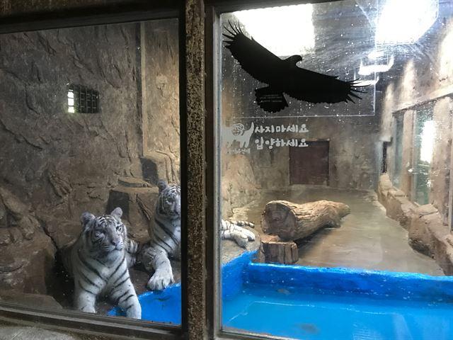 경남 김해의 한 동물원 내 실내에 전시되고 있는 호랑이. 동물원수족관법이 통과되면 종별 사육기준이 마련되면서 이 같은 시설이 사라질 것으로 보인다. 동물복지문제연구소 어웨어 제공