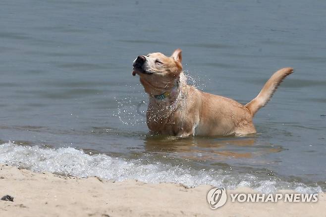 초여름 날씨를 보인 5월 24일 오후 부산 수영구 광안리 해수욕장에서 한 반려견이 바다에 몸을 담그며 더위를 식히고 있다. [연합뉴스 자료사진]