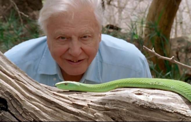 데이비드 애튼버러는 지구 구석구석을 찾아 동물들을 직접 촬영했다. 사진은 다큐에 직접 등장한 애튼버러의 모습. 영상 장면 갈무리