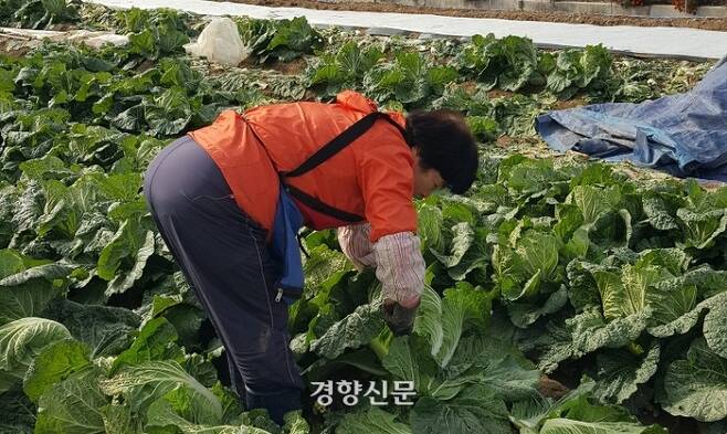 청년식당에서는 익산 지역에서 난 식재료를 주로 쓴다. 지역 주민이 청년식당 김장 김치에 쓸 배추를 수확하고 있다.