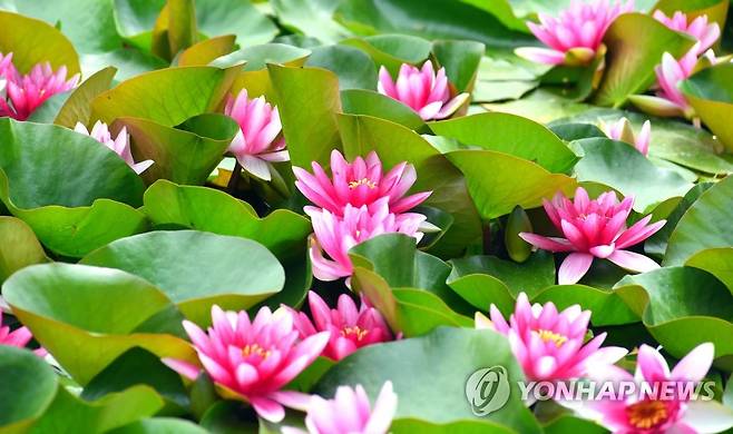 활짝 만개한 연꽃 초여름 날씨를 보인 5월 25일 강원 화천군 하남면 서오지리 연꽃단지에 연꽃들이 잇따라 꽃망울을 터뜨리고 있다. [연합뉴스 자료사진]