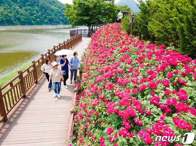 단양고등학교에서 상진리 강변에 이르는 구간에 조성된 장미터널에 장미가 만개했다.© 뉴스1