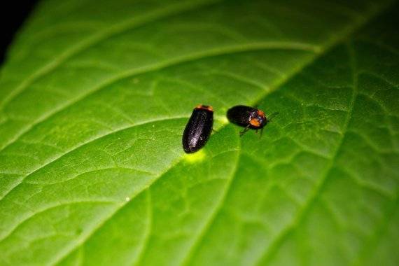 올해로 제12회째를 맞이하는 화담숲 반딧불이 이벤트에서 반딧불이가 빛을 내는 광경을 직접 눈에 담을 수 있다. /사진=곤지암리조트