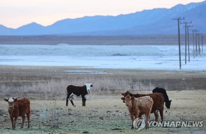 가뭄에 말라붙은 미국 서부지역의 어느 강변에 방목된 소들의 모습. [사진 출처 = 연합뉴스]