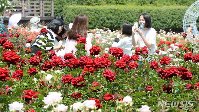 [울산=뉴시스] 배병수 기자 =  ‘제14회 울산대공원 장미축제’가 25일 울산시 남구 대공원 장미원 및 남문광장 일원에서 ‘러브스토리 인 울산’을 주제로 개막한 가운데 장미원을 찾은 많은 시민들과 관광객들이 300만송이 장미향 가득한 장미꽃길을 걸으며 즐거운 시간을 보내고 있다. 2022.05.25. bbs@newsis.com
