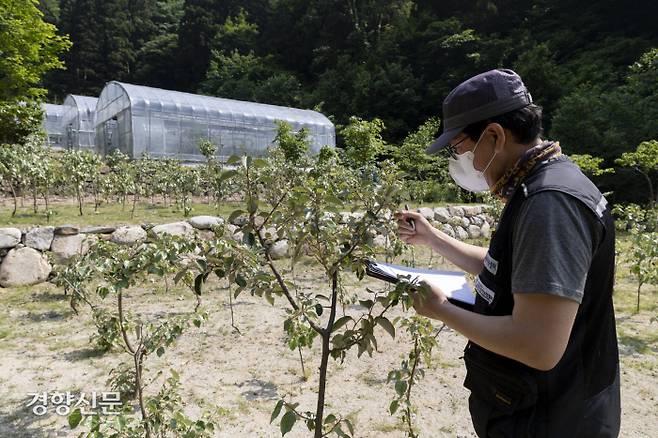 한국산지보전협회 임채영 박사가 24일 경상북도 울릉군 서면 태하리에 위치한 ‘독도 산림 복원 사업지 양묘장’에서 보리밥나무를 살펴보고 있다. 문재원 기자