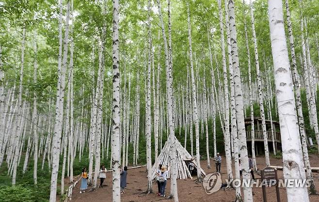 초록 옷 갈아입은 자작나무숲 [연합뉴스 자료사진]