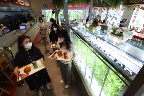 Fresh vegetables being grown and served on a smart farm within the U.S. burger store Good Stuff Eater’s branch in Gangnam, southern Seoul on Tuesday. The branch is the burger restaurant’s first in Korea. [YONHAP]