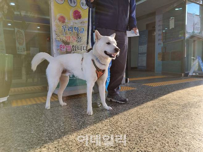 1일 서울 광진구 광장동제1투표소가 마련된 광장중학교에 반려견이 투표하러 나온 주인을 기다리고 있다.(사진=이수빈 기자)