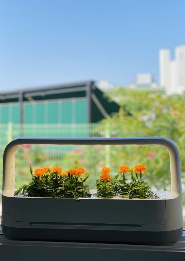 LG 틔운 미니로 키운 메리골드. /사진=백유진 기자 byj@