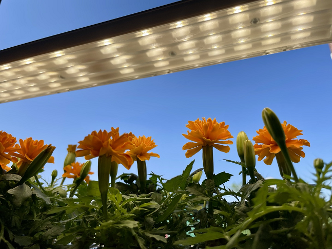 LG 틔운 미니로 키운 메리골드. /사진=백유진 기자 byj@