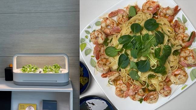 LG 틔운 미니를 구매해 사용하고 있는 지인의 집에 초대돼, 직접 키운 비타민을 얹은 파스타를 대접받았다. LED 조명이 밝아 거실 조명 대신 사용하고 있다고 했다. /사진=백유진 기자 byj@