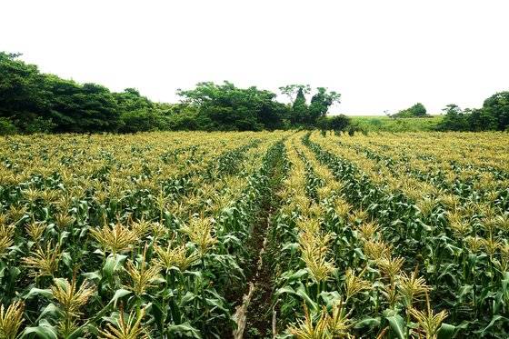 초당 옥수수 밭. 단옥수수의 재배는 2018년부터 다시 늘어났다. 사진 공심채