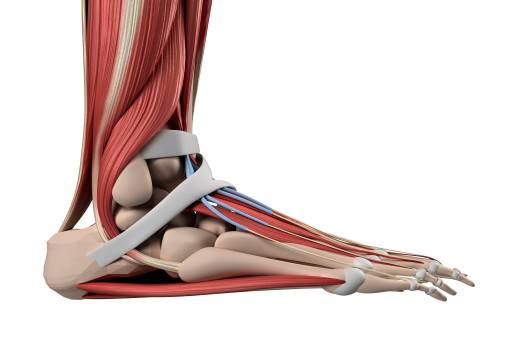 발목 인대는 외측인대와 내측인대로 이뤄져 있으며, 주로 외측인대가 손상되는 경우가 많다｜출처: 클립아트코리아