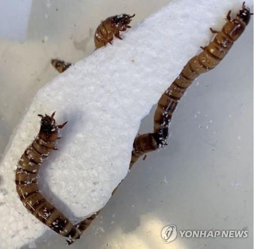 스티로폼 먹는 슈퍼웜  [The University of Queensland 제공/ AFP 연합뉴스]