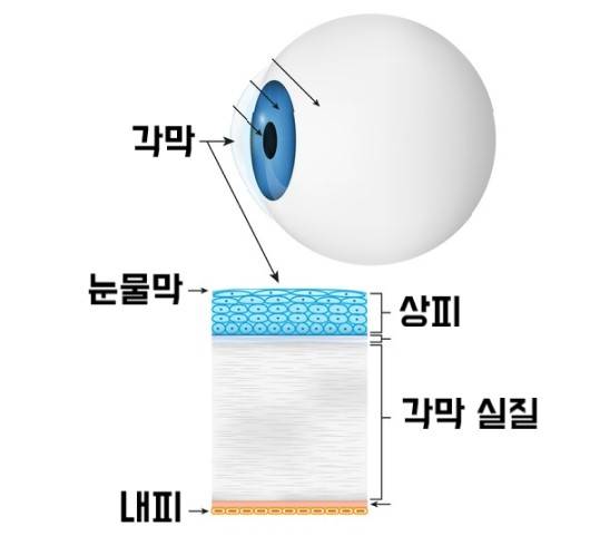 각막 구조｜출처:게티이미지 뱅크