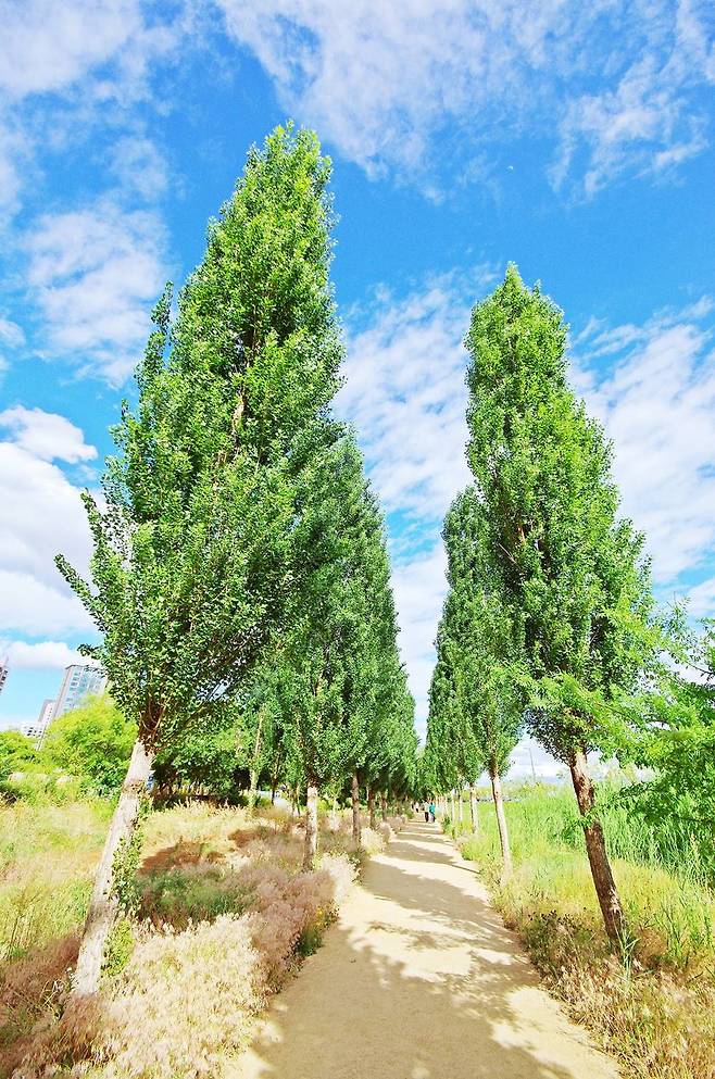 이촌한강공원 둔치 미루나무길.