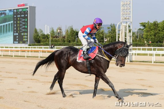 경주마 블랙머스크. 사진제공=한국마사회