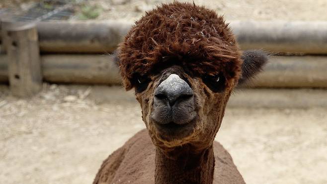 서울어린이대공원에서 유일하게 갈색털을 가진 송이.왕준열PD