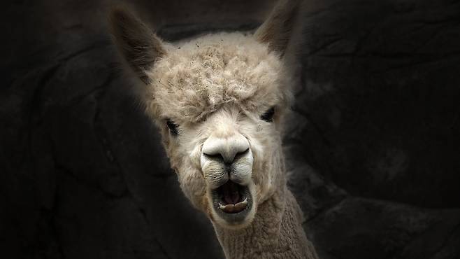 암컷 알파카 하늘이가 되새김질한 먹이를 씹고 있다.왕준열PD