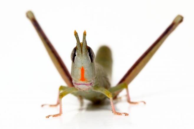 처녀 생식을 통해서 번식하는 와라마바 비르고(W. flavolineata) 메뚜기